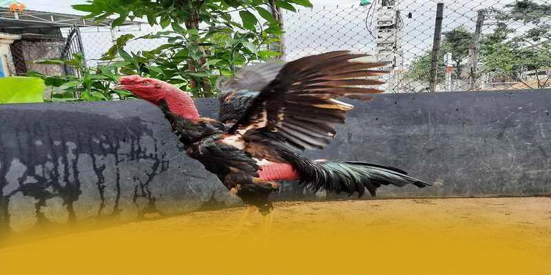 BET88 - Kết luận dành cho người chơi.