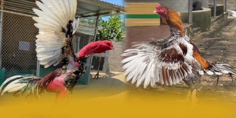 SUNWIN - Sảnh game sở hữu kho game phong phú 2026
